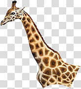 SETS, brown and white giraffe transparent background PNG clipart