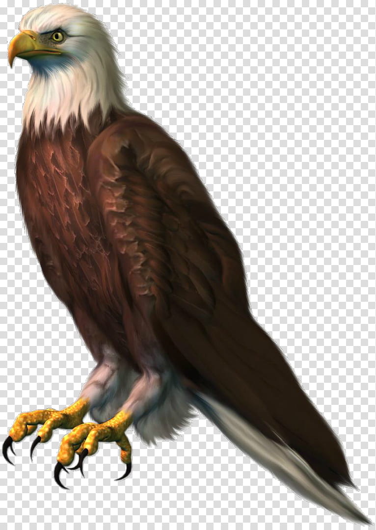 Golden, Bald Eagle, Bird, Accipitridae, Kite, Blackchested Buzzardeagle, Golden Eagle, Bird Of Prey transparent background PNG clipart