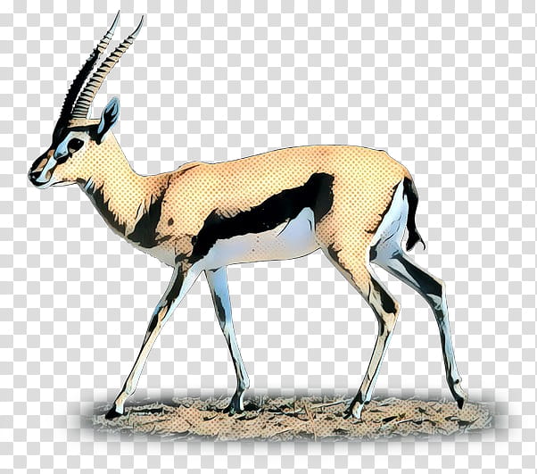Animal, Gemsbok, Springbok, Moschus, Deer, Musk, Oryx, Antelope transparent background PNG clipart