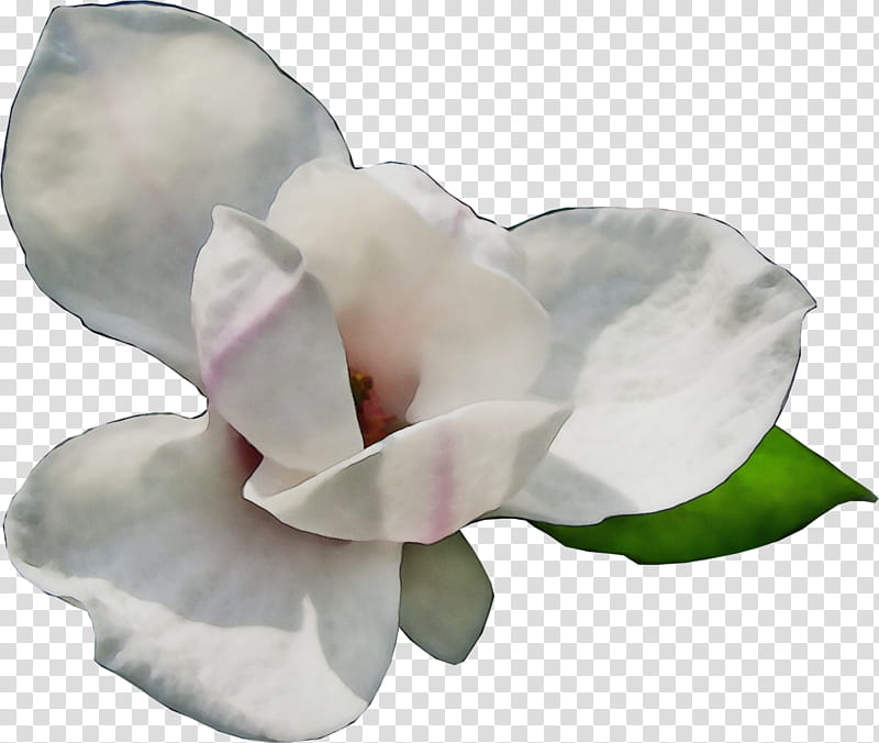 white petal flower pink plant, Watercolor, Paint, Wet Ink, Magnolia, Sweet Pea, Magnolia Family, Cut Flowers transparent background PNG clipart