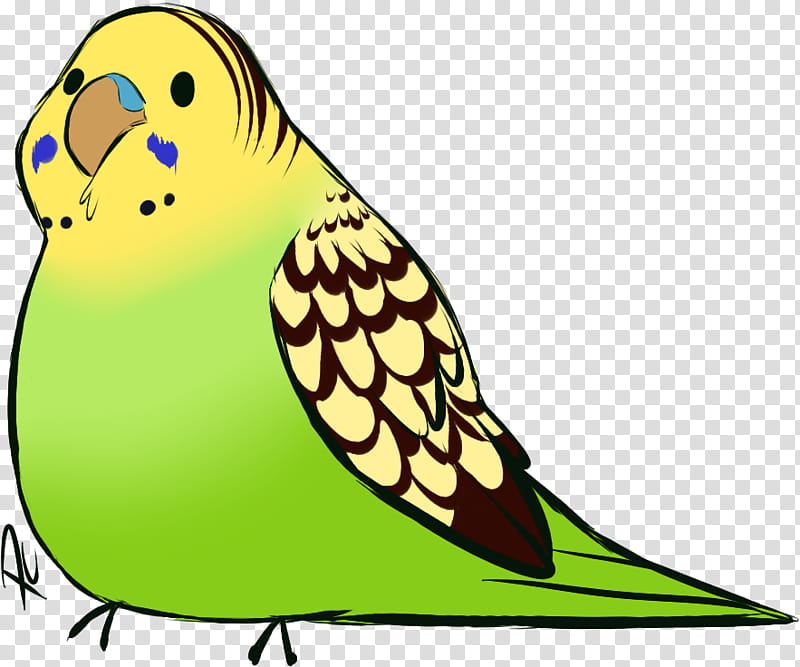 Bird Parrot, Budgerigar, Parakeet, Drawing, Beak, Pet, Web Design, Budgie transparent background PNG clipart