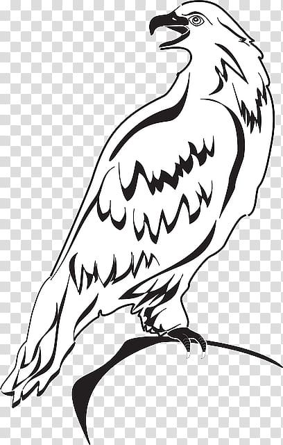 Bird Line Drawing, Bald Eagle, Painting, Art Museum, Beak, Black And White
, Line Art, Chicken transparent background PNG clipart