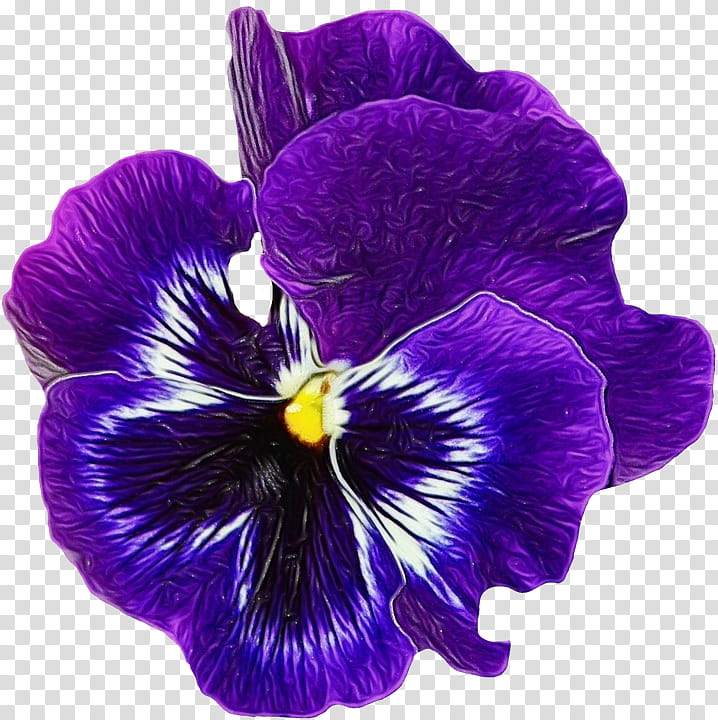 African Family, Pansy, Common Blue Violet, Sweet Violet, Flower, African Violets, Purple, Wild Pansy transparent background PNG clipart