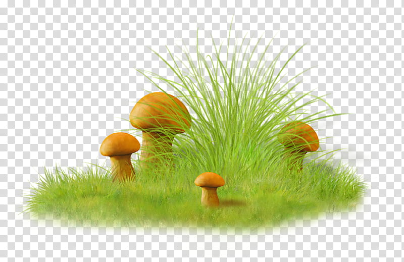 Green Grass, Spring
, Bulgaria, Mushroom, Cereal, Microchloa, Food, Microchloa Indica transparent background PNG clipart