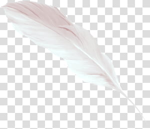 Pokemon Type Symbols able, white feather icon transparent