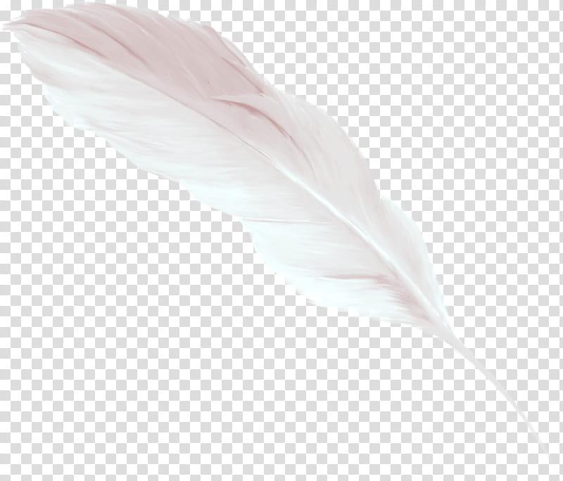 white feather transparent background PNG clipart