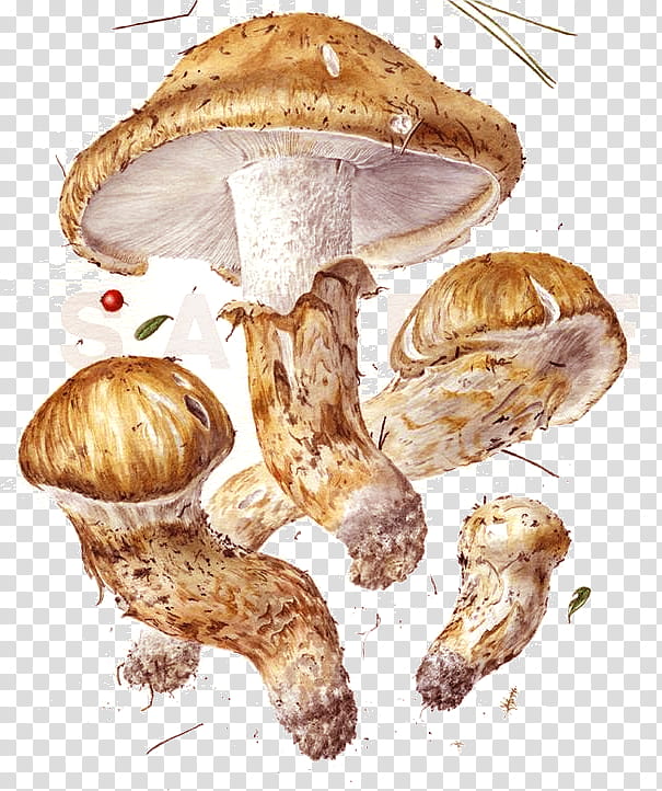 Mushroom, Fungus, Drawing, Edible Mushroom, Shiitake, Matsutake, Common Mushroom, Mushroom Hunting transparent background PNG clipart