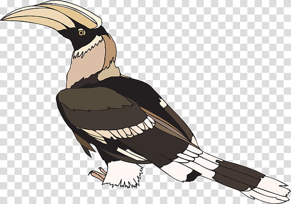 Hornbill Bird, Northern Redbilled Hornbill, Beak, Great Hornbill, Oriental Pied Hornbill, Malabar Pied Hornbill, Bird Of Prey, Eagle transparent background PNG clipart