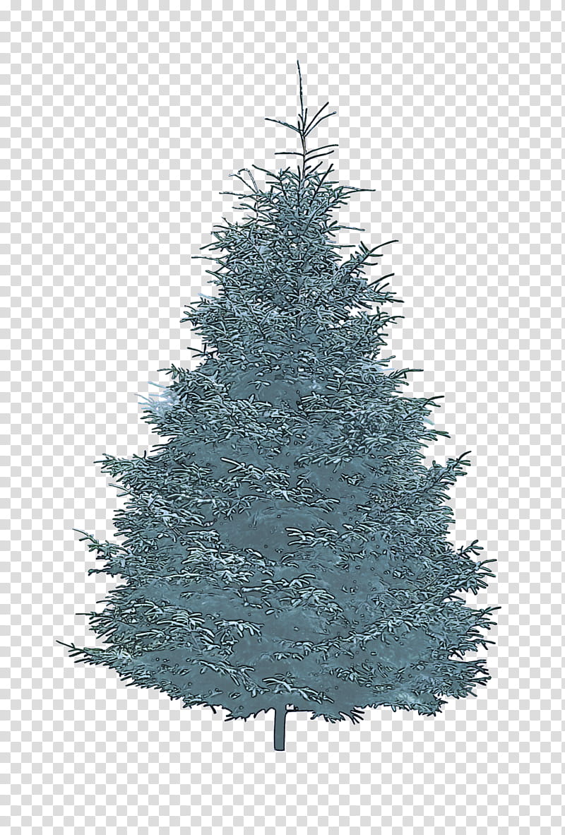Christmas tree, Shortleaf Black Spruce, Balsam Fir, Colorado Spruce, White Pine, Yellow Fir, Oregon Pine, Canadian Fir transparent background PNG clipart