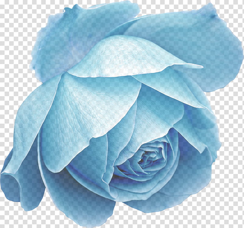 Blue rose, Petal, White, Flower, Turquoise, Rose Family, Plant, Rose Order transparent background PNG clipart