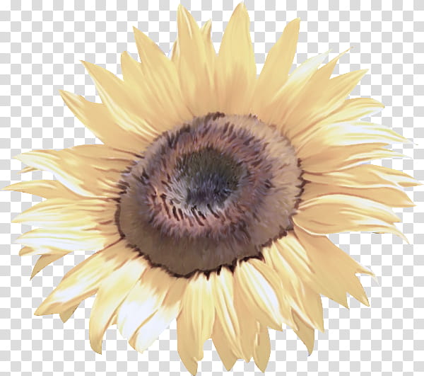 Sunflower, Yellow, Plant, Closeup, Petal, Brown, Eye, Pollen transparent background PNG clipart