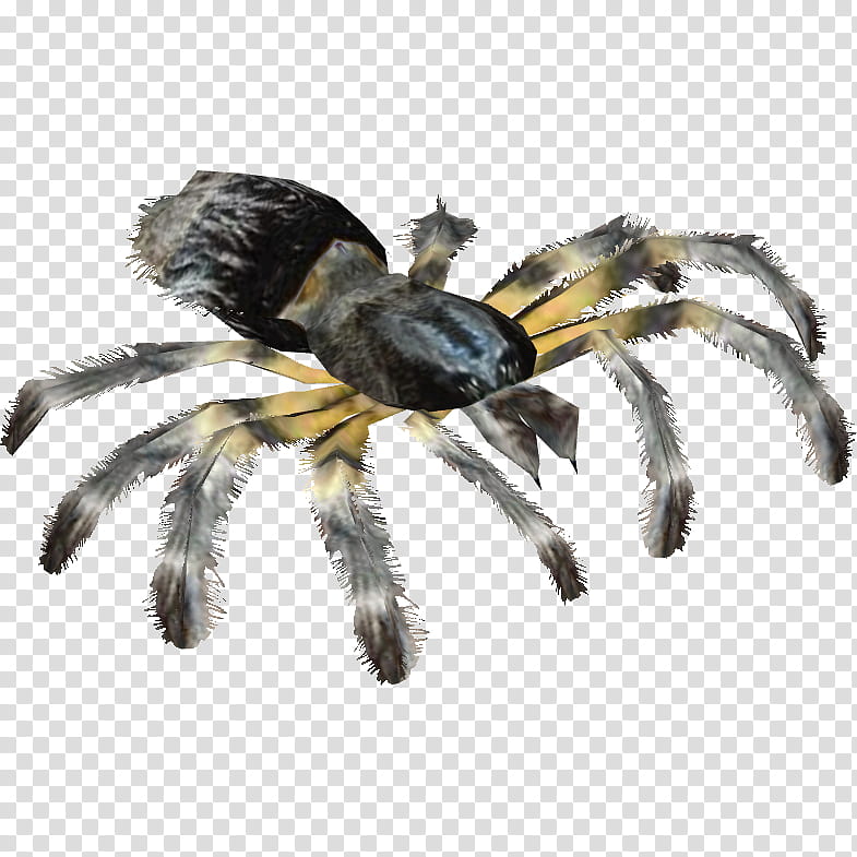 Ring Of Fire, Tarantula, Insect, Grammostola Pulchripes, Angulate Orbweavers, Fire Ring, Wifi, Spider transparent background PNG clipart