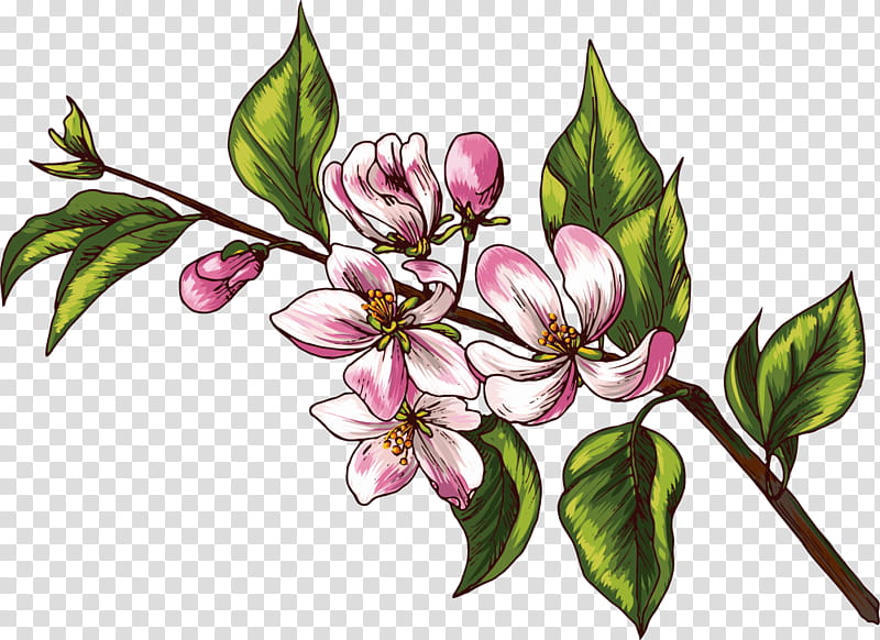flower plant pink branch petal, Drawing Flower, Watercolor Flower, Floral Drawing, Blossom, Magnolia, Bud, Magnolia Family transparent background PNG clipart