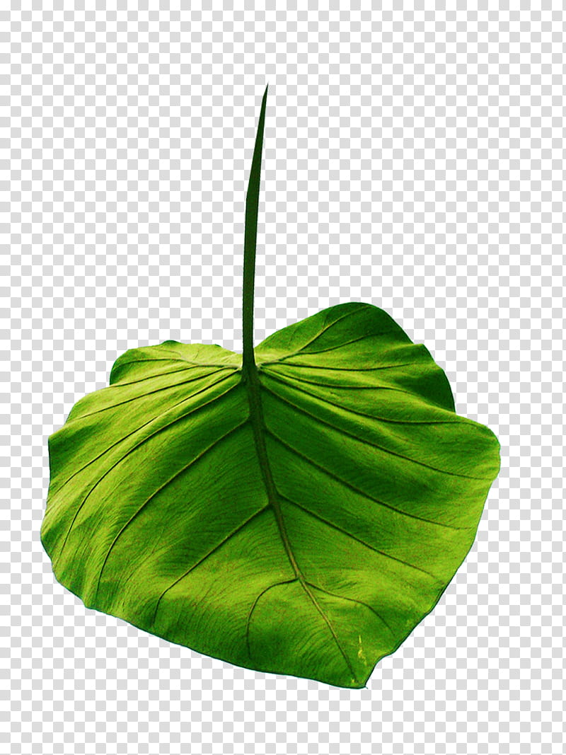 Banana Leaf, Autumn, Plant Stem, Animation, Blog, Green, Flower, Anthurium transparent background PNG clipart