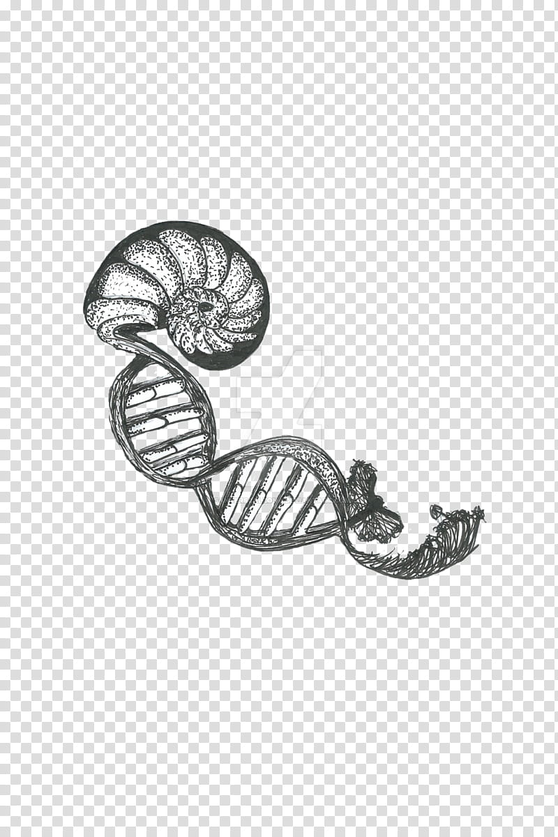 Rose Black And White, Drawing, Tattoo, Dna, Fan Art, Artist, GOLDEN RATIO, Black Rose transparent background PNG clipart