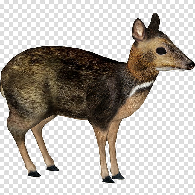 Philippine Mousedeer Wildlife, Palawan, Java Mousedeer, Chester Zoo, Animal, Chevrotain, Philippines, Tragulus transparent background PNG clipart