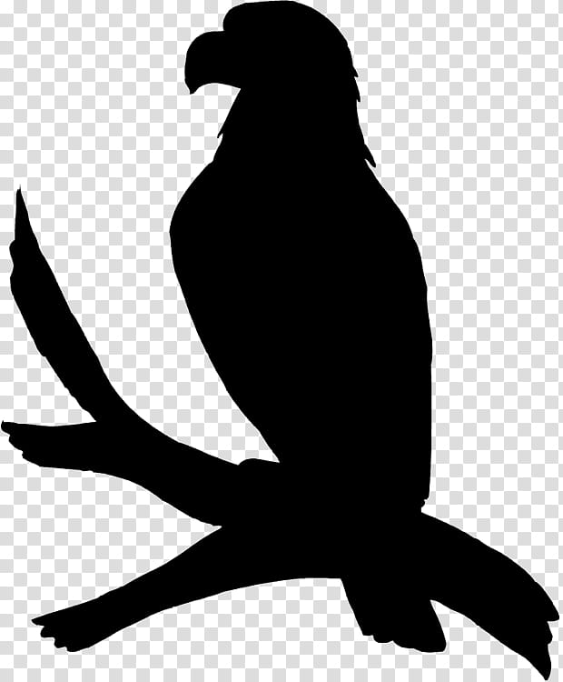 Bird Silhouette, Beak, Bird Of Prey, Kite, Raven, Wing, Falconiformes, Tail transparent background PNG clipart