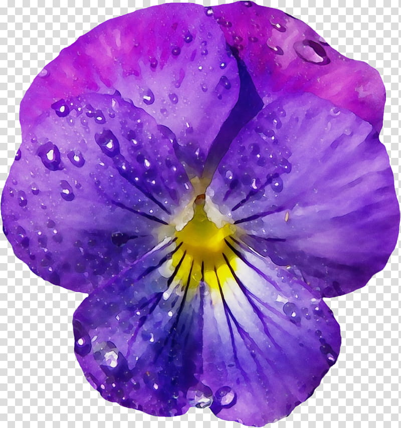 Purple Watercolor Flower, Paint, Wet Ink, Cut Flowers, Watercolor Painting, Violet, Sweet Violet, Flower Bouquet transparent background PNG clipart