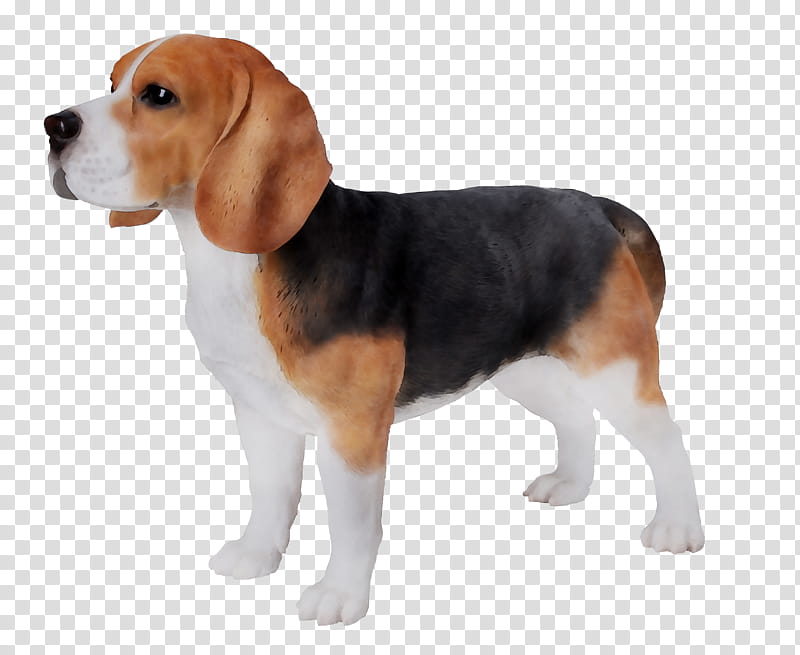 Dog, Beagle, Harrier, English Foxhound, Beagleharrier, Finnish Hound, Hamilton Hound, Estonian Hound transparent background PNG clipart