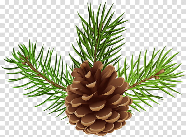 Family Tree Drawing, Conifer Cone, Spruce, Fir, Scots Pine, Pine Family, Christmas Ornament, Evergreen transparent background PNG clipart