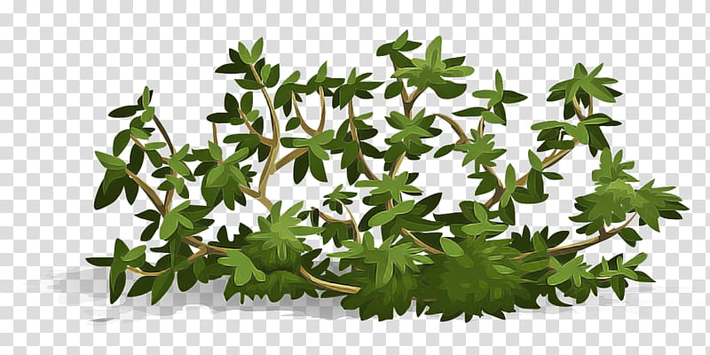 flower leaf plant grass groundcover transparent background PNG clipart