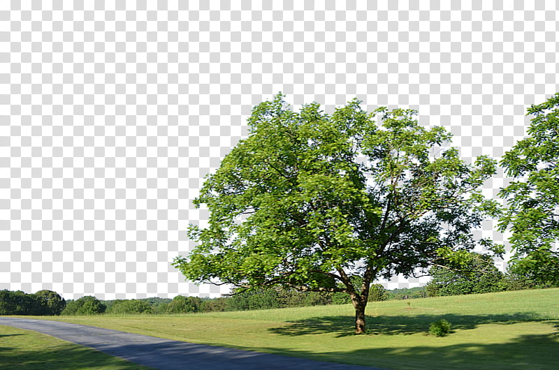 Tree Along Country Road Background  transparent background PNG clipart