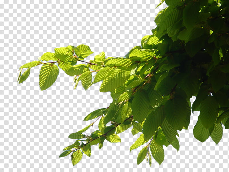 Tree Corner, green-leafed tree transparent background PNG clipart