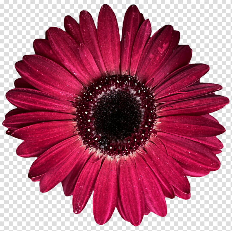 Radiant Red Gerbera Daisy transparent background PNG clipart