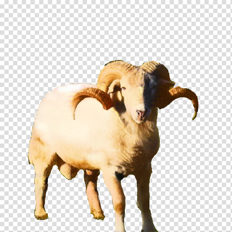 Eid Al Adha Islamic, Eid Mubarak, Muslim, Sheep, Cattle, Goat, Snout, Animal transparent background PNG clipart
