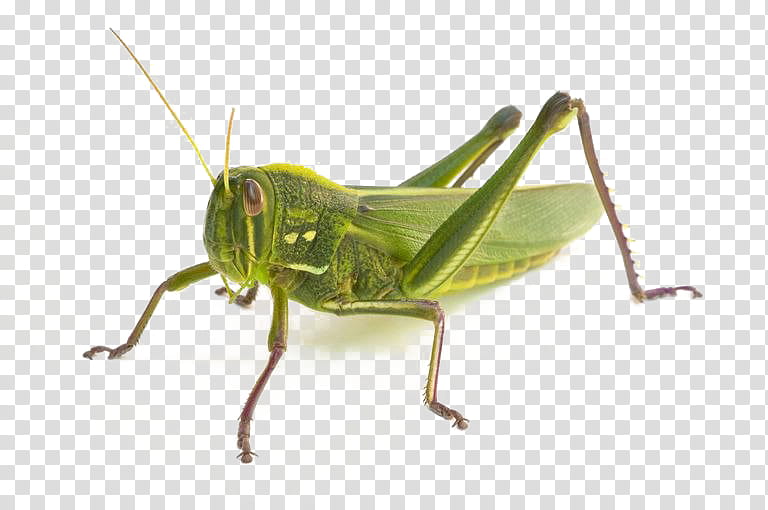 Bird, Insect, Locust, Chorthippus Parallelus, Cricket, American Bird Grasshopper, Caelifera, Shorthorned Grasshopper transparent background PNG clipart