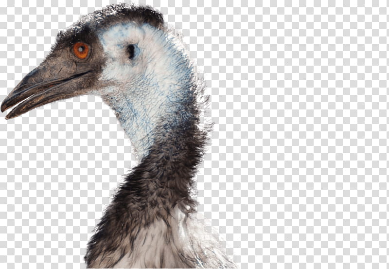 Kiwi Bird, Common Ostrich, National Zoo Aquarium, Emu War, Flightless Bird, Tasmanian Emu, Beak, Emu Australia transparent background PNG clipart