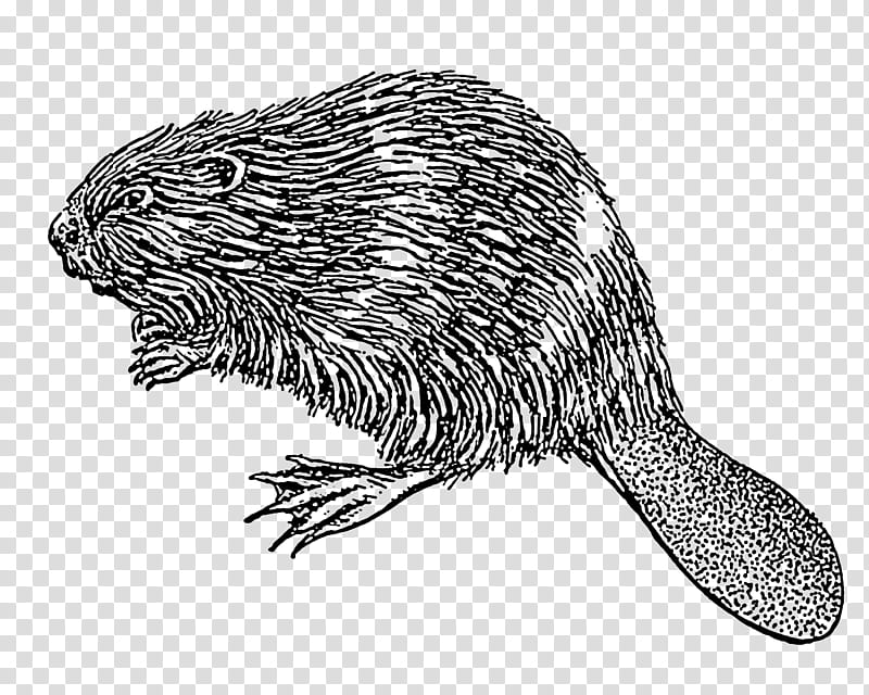 Otter, Drawing, Line Art, American Beaver, Beaver Dam, Silhouette, New World Porcupine, Nutria transparent background PNG clipart