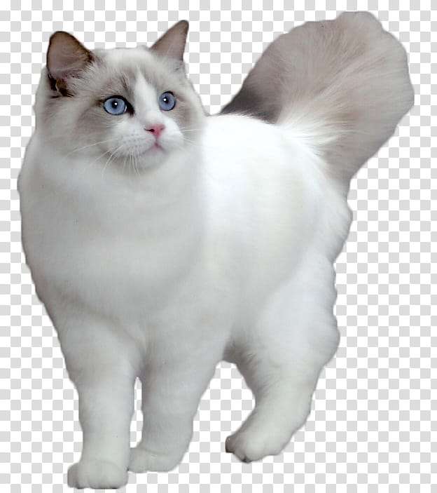 Cats, long-coated cat transparent background PNG clipart