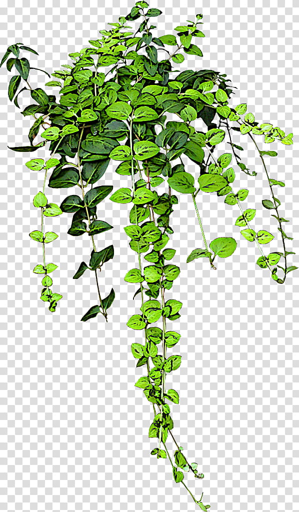 flower ivy png