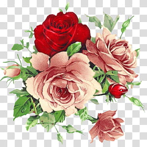 Vintage Flower s, red and pink rose arrangement transparent background PNG clipart