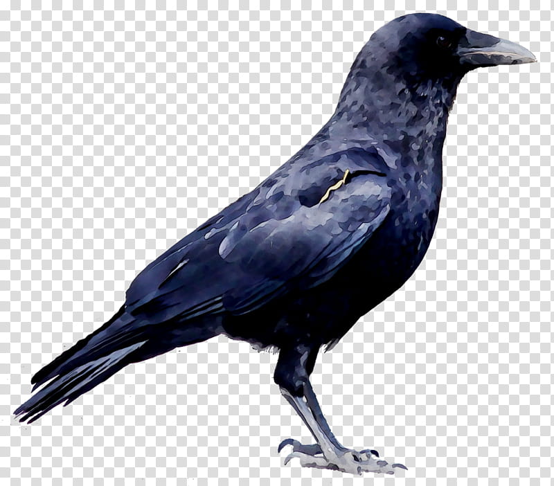 Bird, Crow, Common Raven, Fish Crow, Beak, New Caledonian Crow, Crowlike Bird, American Crow transparent background PNG clipart