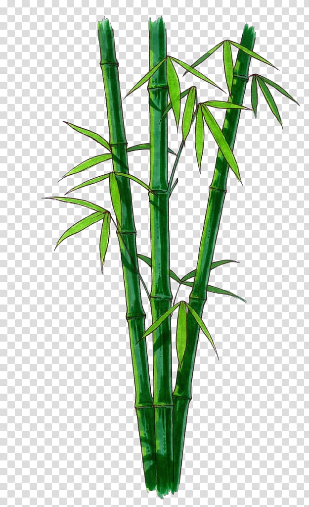 bamboo plant plant stem flower leaf, Cartoon, Houseplant, Terrestrial Plant, Vascular Plant, Flowerpot, Flowering Plant transparent background PNG clipart