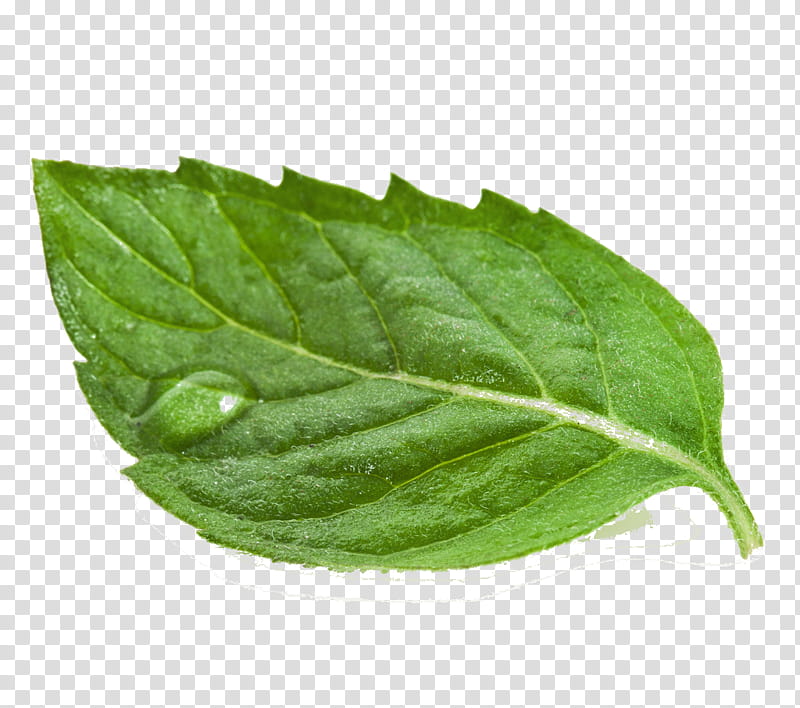 leaf flower plant herb transparent background PNG clipart