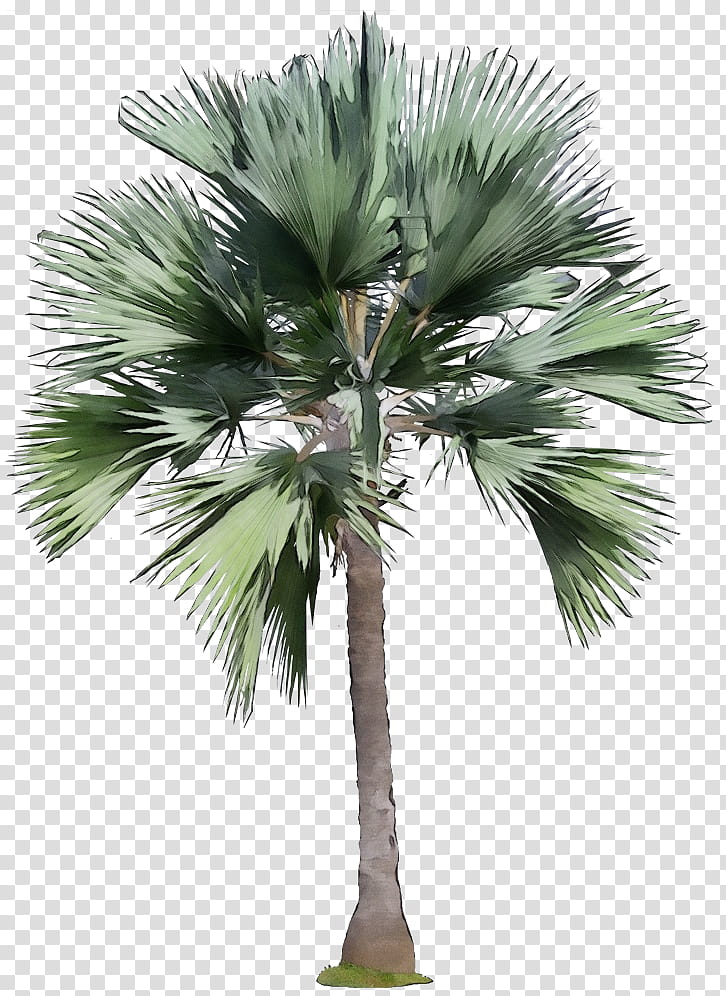 Palm tree, Watercolor, Paint, Wet Ink, Desert Palm, Borassus Flabellifer, Sabal Palmetto, Plant transparent background PNG clipart
