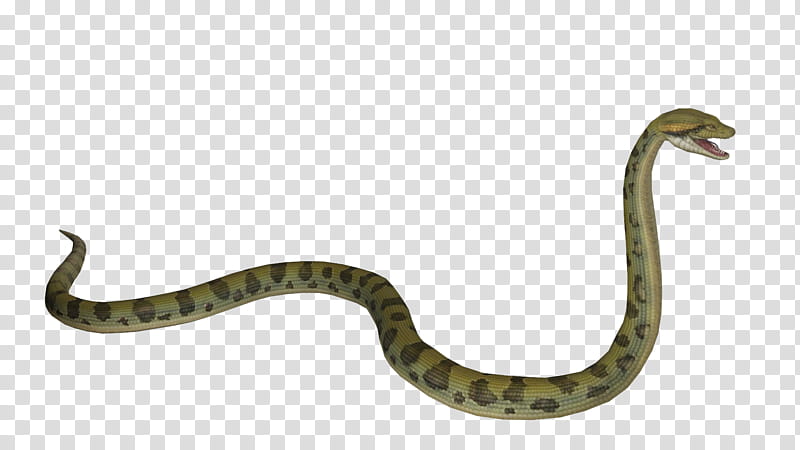 Green Grass, Snakes, Green Anaconda, Rattlesnake, Reptile, Yellow Anaconda, Mambas, Digital Art transparent background PNG clipart