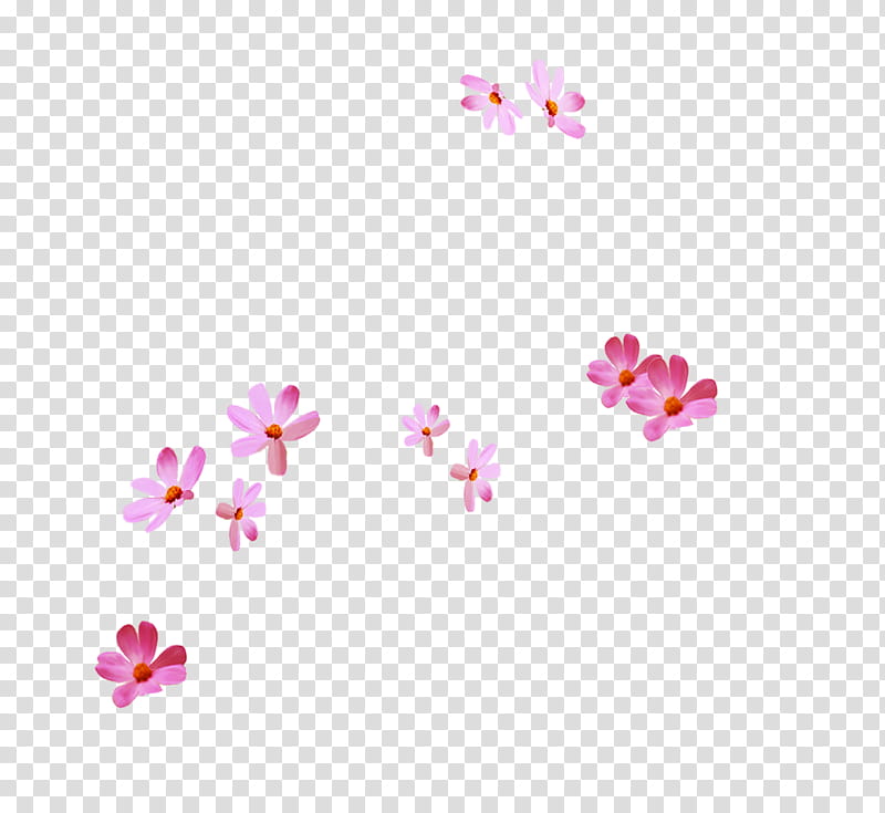 Cherry Blossom, Petal, Drawing, Baby Pink Bubblegum, User Interface Design, Creative Work, Blog, Idea transparent background PNG clipart