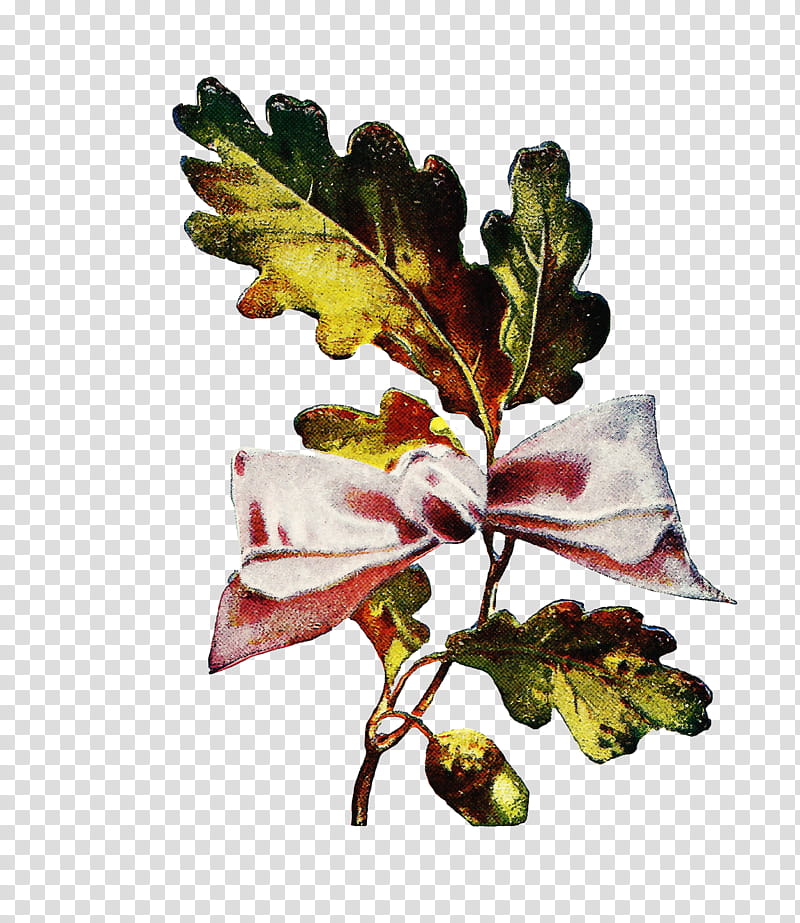 flower leaf plant branch tree, Twig, Bud, Barberry Family, Arctostaphylos, Plant Pathology transparent background PNG clipart