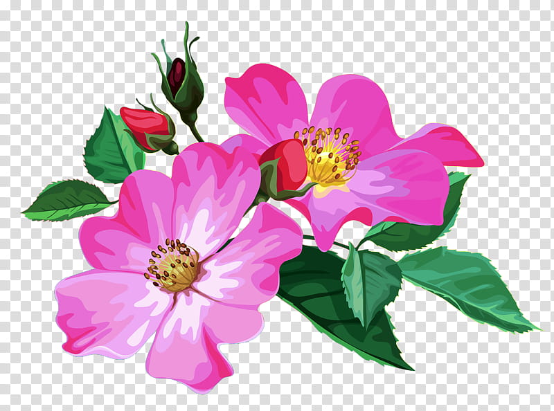 Rose, Flower, Petal, Plant, Pink, Rosa Rubiginosa, Prickly Rose, Rosa Canina transparent background PNG clipart