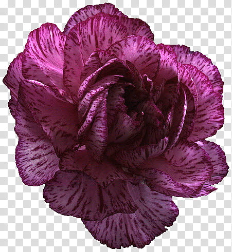 Carnation , pink carnation flower transparent background PNG clipart