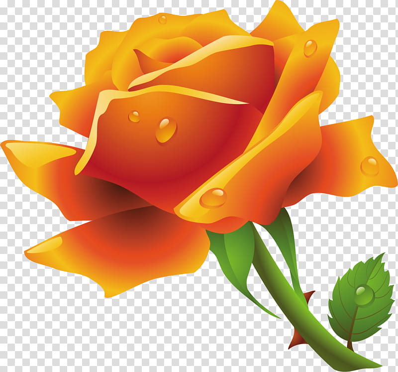 Flowers, Rose, Orange, Yellow, Garden Roses, Rose Family, Petal, Rose Order, Cut Flowers transparent background PNG clipart
