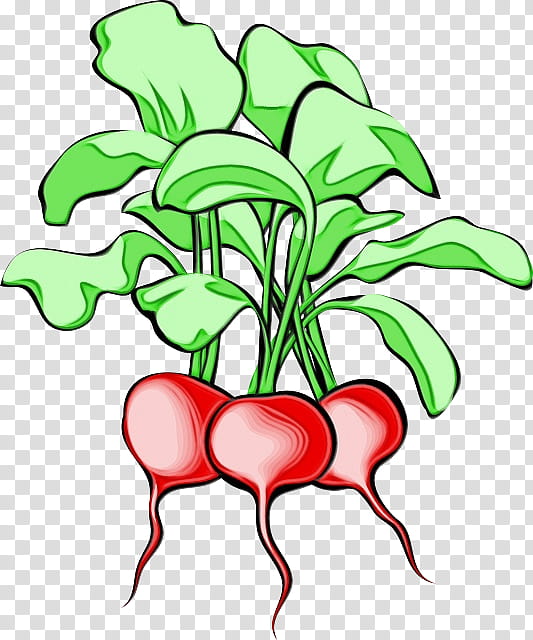 Flower Line Art, Daikon, Horseradish, Turnip, Drawing, Plant, Vegetable, Plant Stem transparent background PNG clipart