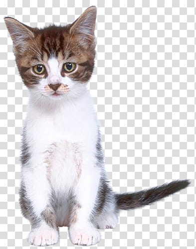 High Quality  Cats , white and brown kitten transparent background PNG clipart