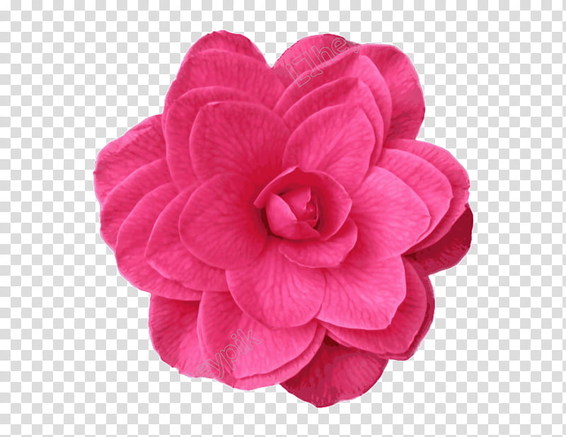 Pink Flowers, Camellia, Drawing, Pansy, Rose, Petal, Plant, Violet transparent background PNG clipart