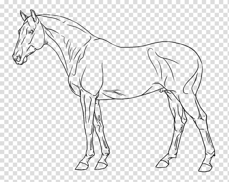 FREE Greyscale WB Stallion, horse illustration transparent background PNG clipart