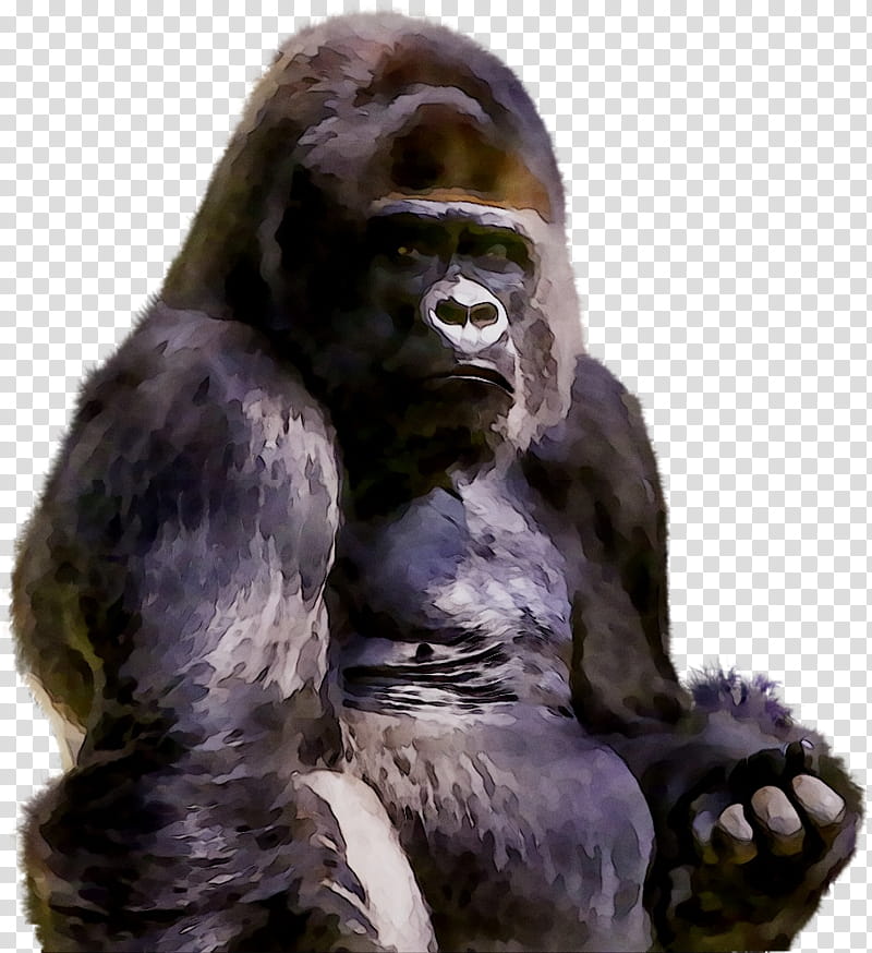 Gorilla, Western Gorilla, Chimpanzee, Fur, Snout, Animal, Western Lowland Gorilla, Common Chimpanzee transparent background PNG clipart